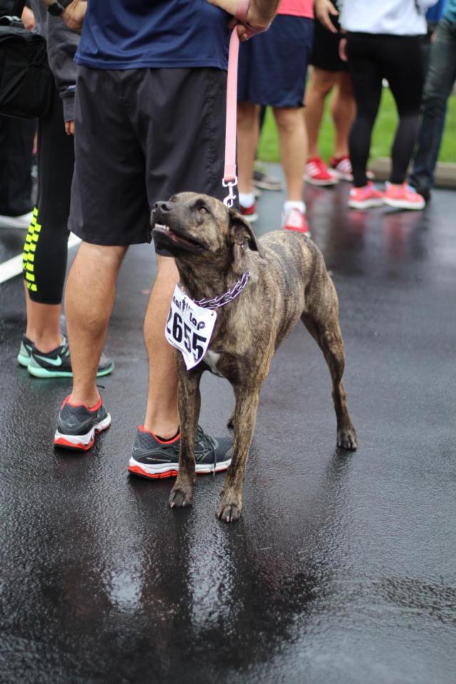 Eddie wasn't the only furry creature that ran in the race. This grinning pup ran the race with her owner. 