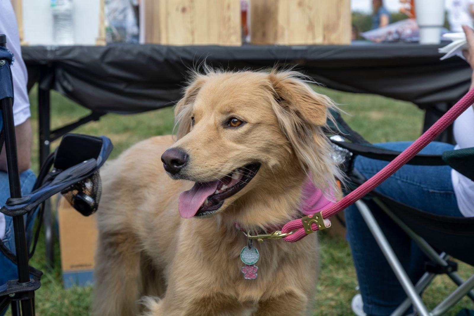 Partners for Pets Open House & Pet Adoption Event