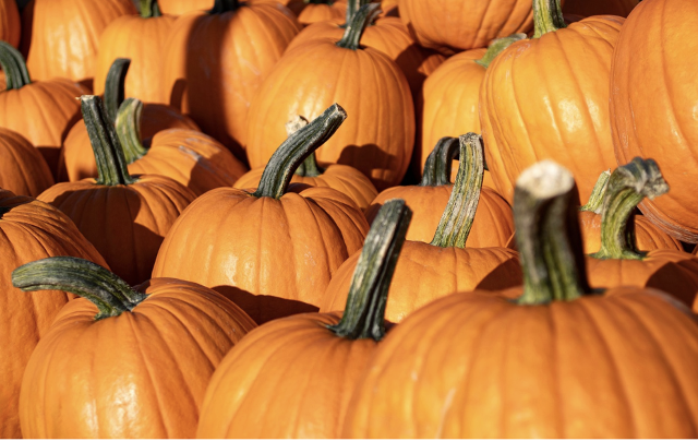 The History of National Pumpkin Day and Creative Recipes RiverBender com