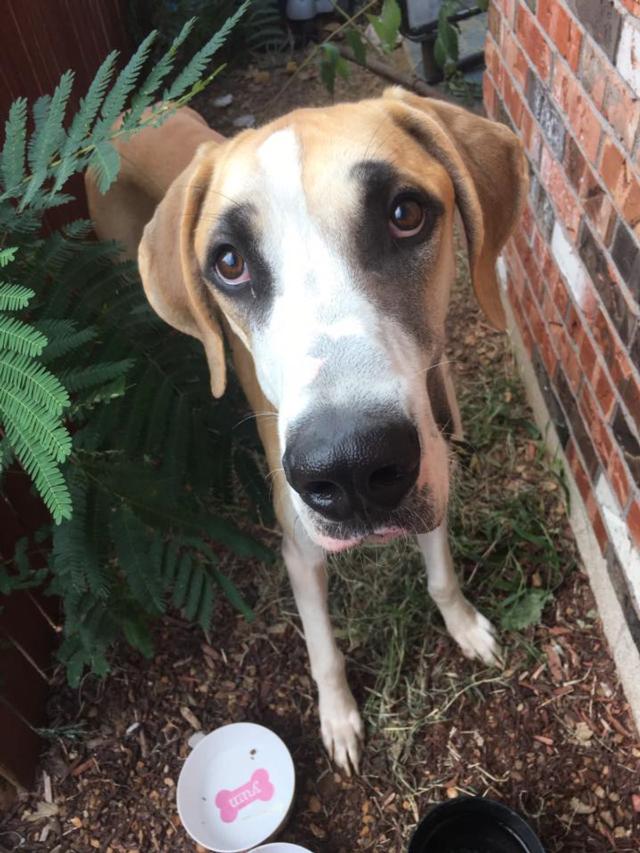 Photo of dog in question. Taken from the Wood River Police Department's public Facebook post.