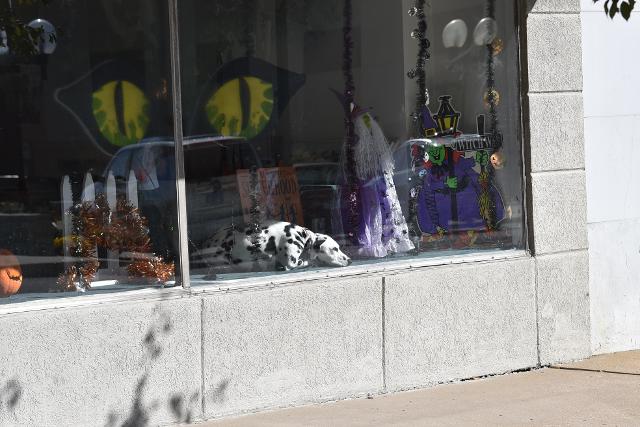 A dog in the Luken Insurance window did not seem to be bothered Wednesday morning by the work on Belle Street.