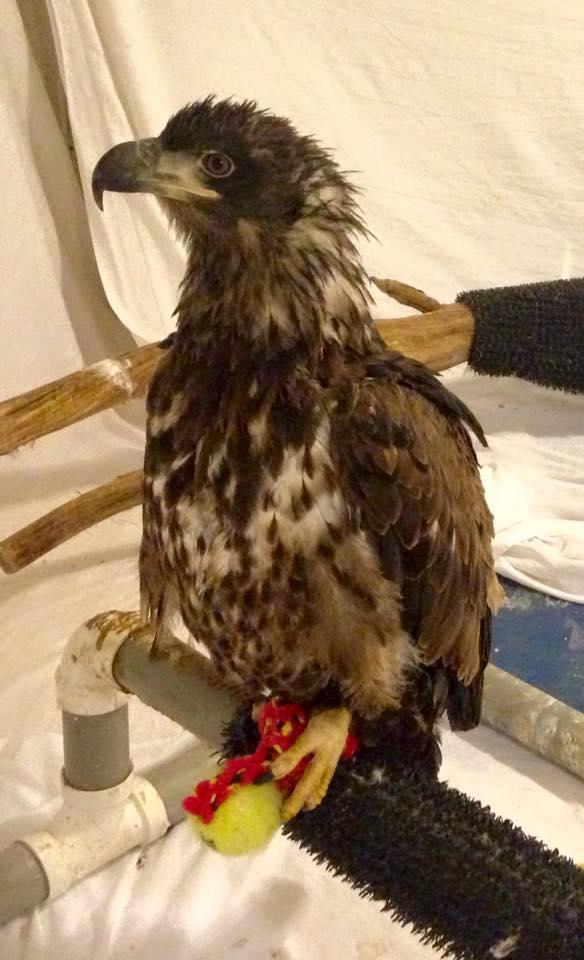 Emryus when he was being taken care of at the infirmary of TreeHouse Wildlife Center. 