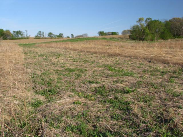 A management strip from a native dominated CRP field that was lightly strip disced via tractor the previous fall (picture taken in early spring). Of all management treatments, discing appeared to provide the greatest improvement to grassland bird nest survival, specifically for the above-ground nesting community. Photo by Justin Shew, study author