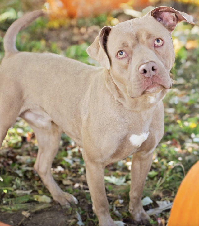Belleville Humane Society Sees Rise in Families Needing Pet Food