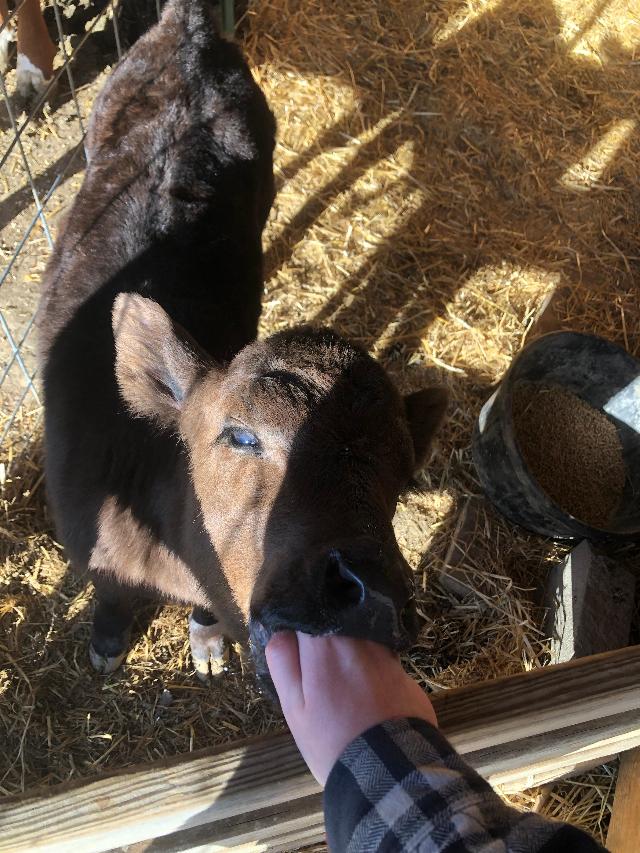 Baby Cow, munching on my hand.