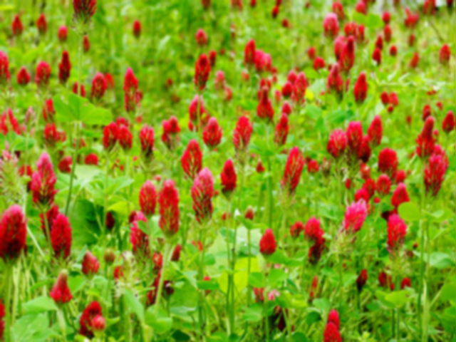 Crimson Clover can be used as a warm-season or cool-season cover crop. Using crimson clover increases organic matter and soil fertility by adding nitrogen to the soil.