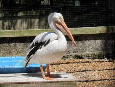 Penelope is an American White Pelican who is non-releasable due to being partially blind.