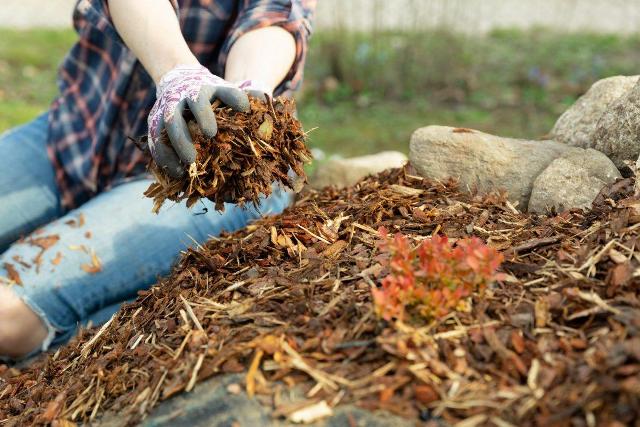 When you focus on keeping your soil healthy, the nutrition is there that all of your plants require.