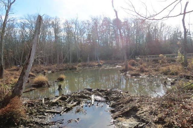 A beaver dam in Mason Neck State Park in Lorton, Virginia, creates a pond behind it that can spread out and slow down floodwaters during a storm. Virginia State Parks, CC