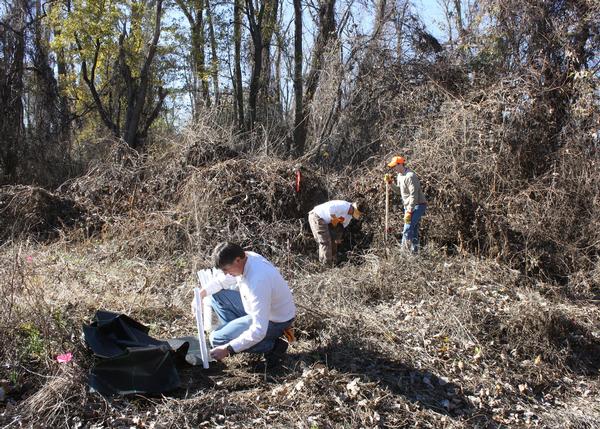 NGRREC Scientists plant trees on a Mississippi River island to restore floodplain forest cover and suppress Japanese hops growth.