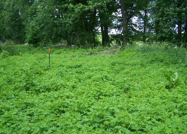 NGRREC scientists are studying Japanese hops at sites like the one shown above, near the confluence of the Illinois and Mississippi Rivers, to find ways to control and manage this invasive species.