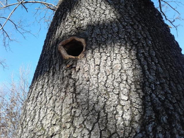 This small hole is used as a den by nocturnal flying squirrels.