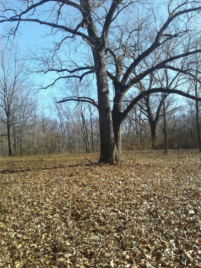 Open areas such as these are what Brown considers true savannas and home to brightly colored birds such as orioles and tanagers.