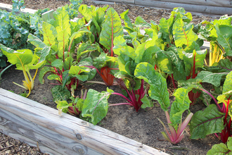 It used to be that Swiss chard was green, but it is now also available in shades of pink, orange, yellow, gold, white, and purple.