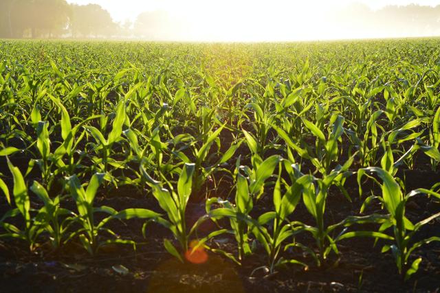 Corn producers are invited to a public hearing to provide comments on the referendum.