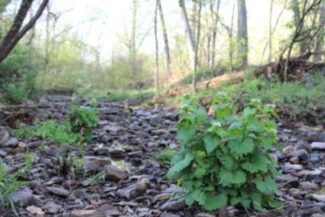 Protect Illinois Forests By Removing Invasive Garlic Mustard This Spring - Vimarsana News