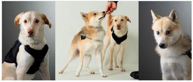 (from left to right): Max, Chase and Max, Max