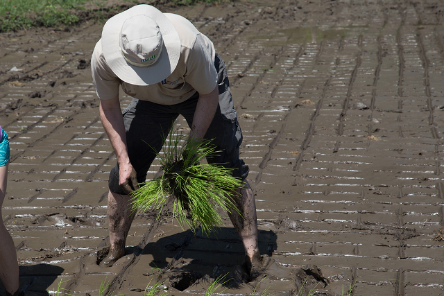 Bowman was a fellow in the 2015 ACES Global Academy program. The group visited the International Rice Research Institute in the Philippines. They were provided an opportunity to learn about traditional rice farming practices like manual seedling transplanting in rice paddies. The experience provided reflection on the contrast of modern ag technologies.