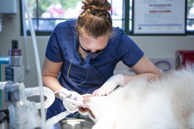 Hawthorne Animal Hospital Shares Why Good Oral Care is Essential to Your Pet’s Overall Health