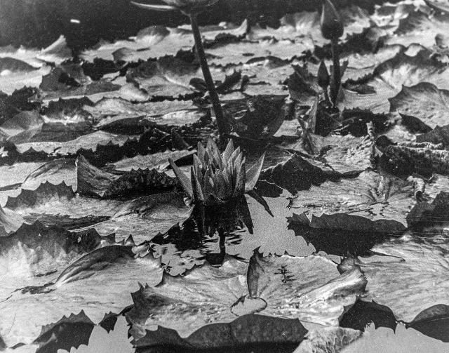 An untitled silver gelatin print, by Chandler Herron