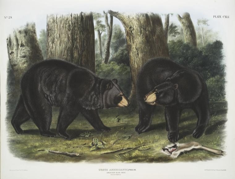 Ursus Americanus, American Black Bear. Male & female. New York Public Library Digital Collections