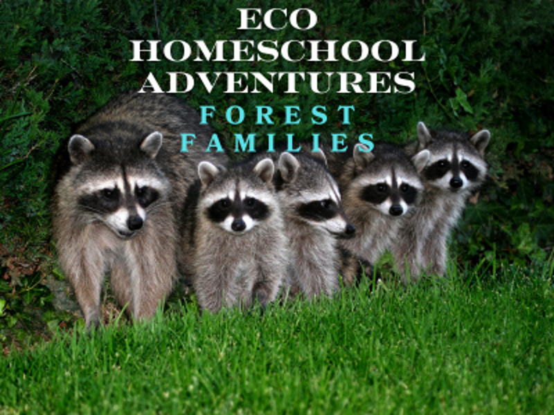 ECO Homeschool Adventures: Forest Families event flyer