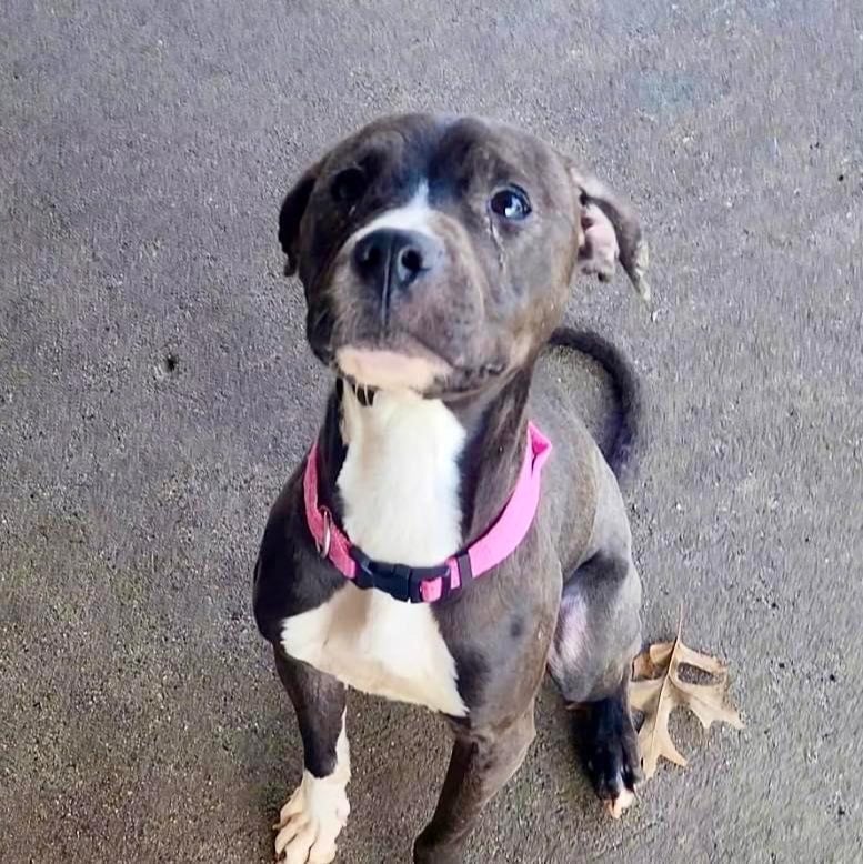 Photo courtesy of Alton, IL Animal Care and Control on Facebook.