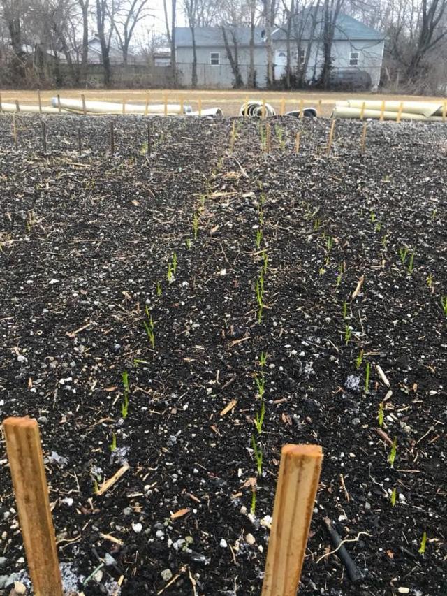 Garlic showing their green tops through the snow! Thanks, Clifford, for planting them at the Milton School House Garden last fall!