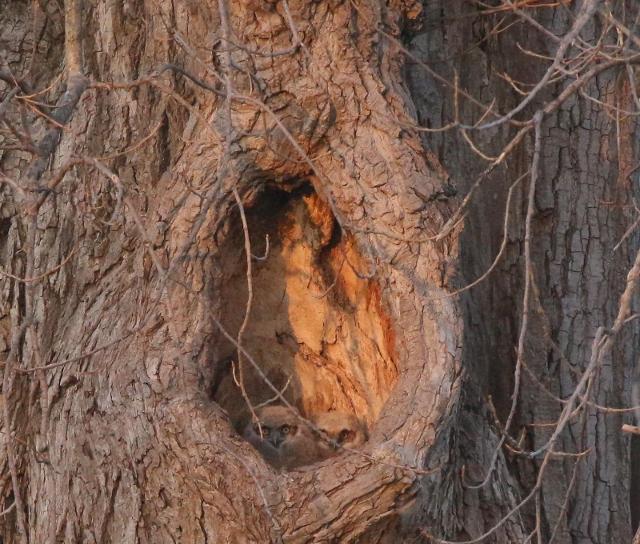 Carlinville Public Library To Host Program On Owls Of Forest Park ...