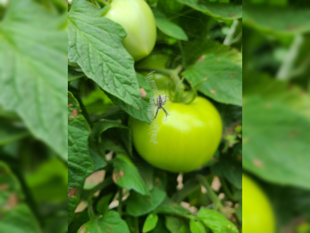 Crop Scientists Explore Using Predator Insects To Eat Pests In High Tunnels - Vimarsana News