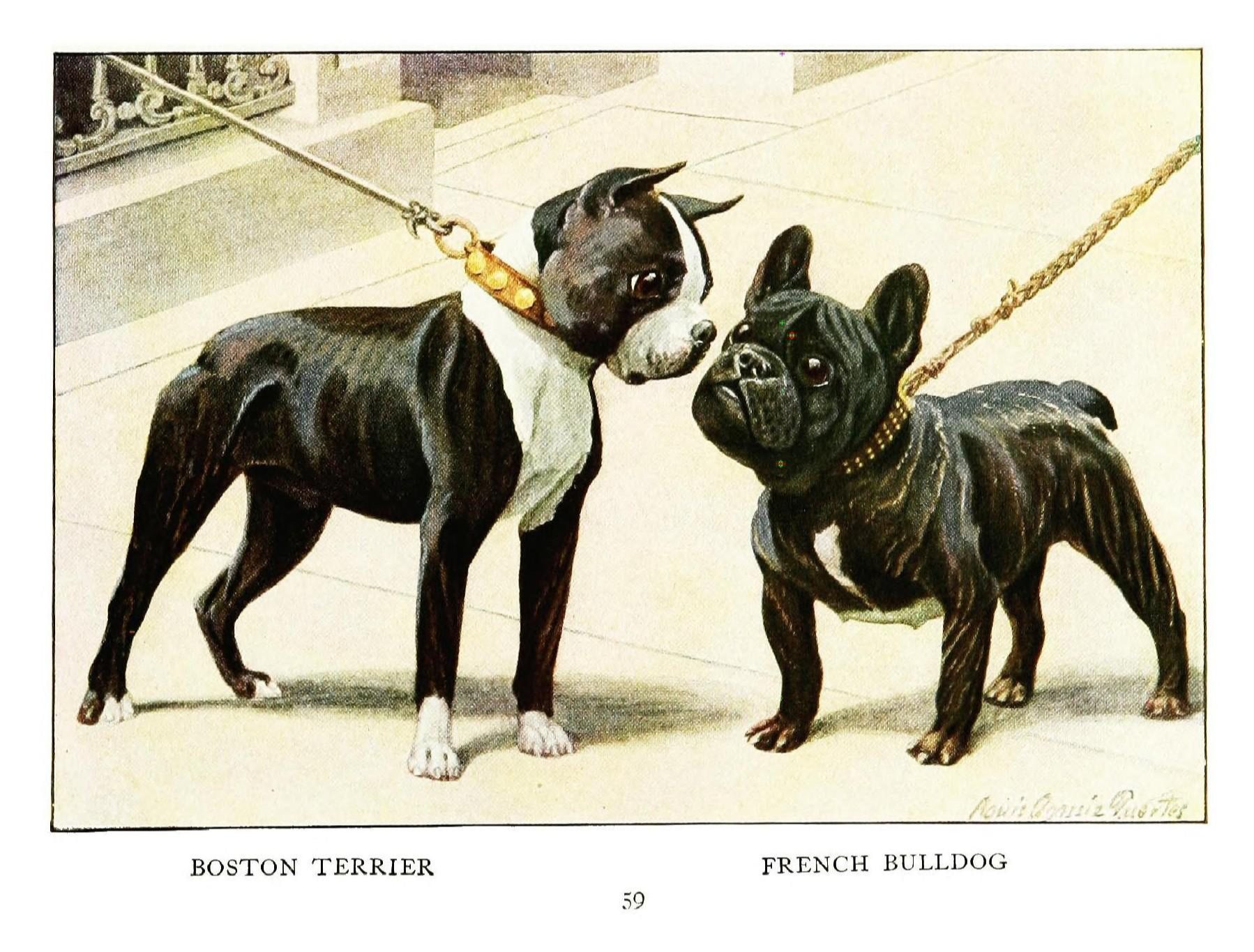 Illustration from The Book of Dogs; an Intimate Study of Mankind&rsquo;s Best Friend, 1919.