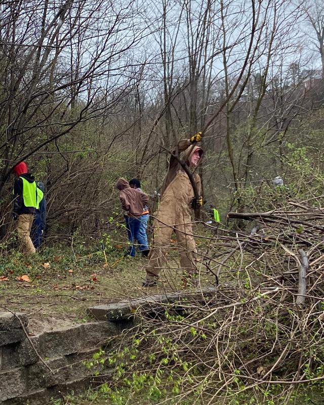 Volunteer at the Piasa Park works to remove bush honeysuckle. Photo by Jen Young, NGRREC/L&C Marketing & PR