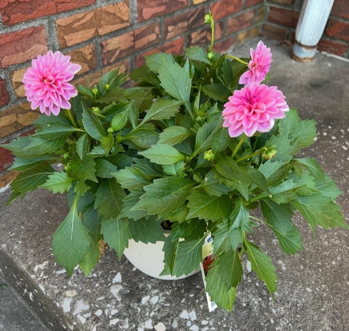 My beloved dahlia.