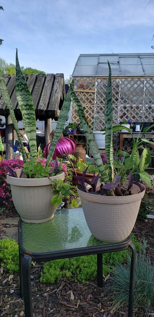 Specialty Mother's Day Pots