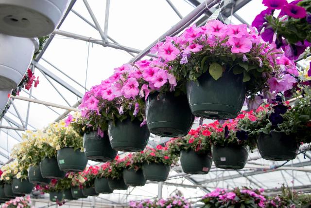 Gardening Experts offer tips on creating the perfect Mother’s Day Gift