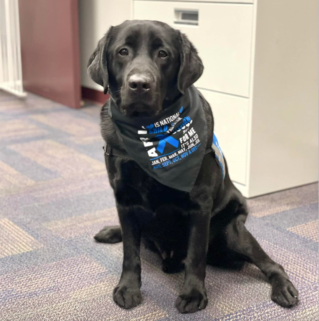 Fitz, the Courthouse Dog.