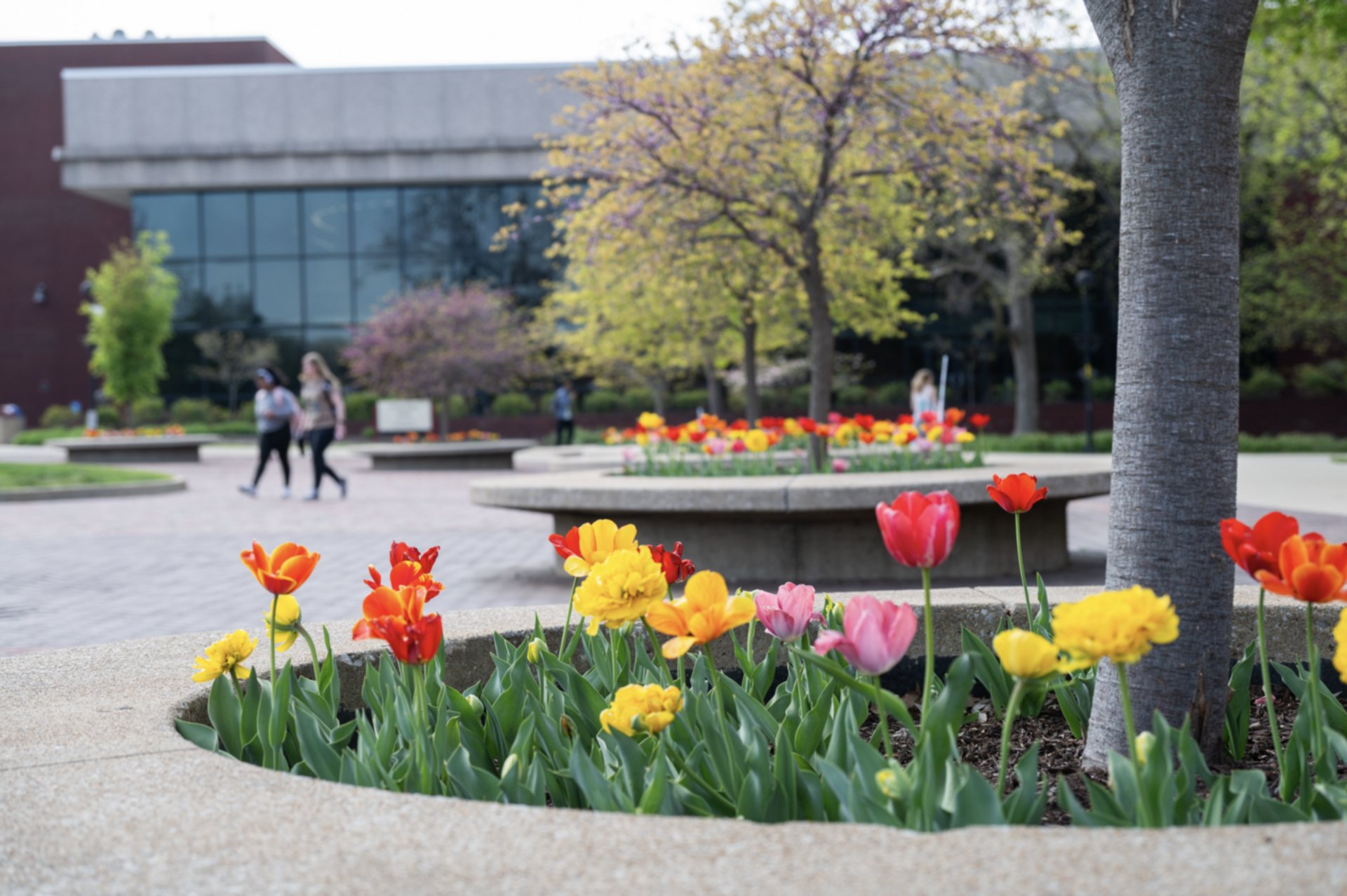 Photo by Howard Ash of flower bed on SIUE campus.