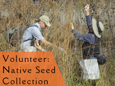 Volunteer: Native Seed Collecting at Heartland event flyer