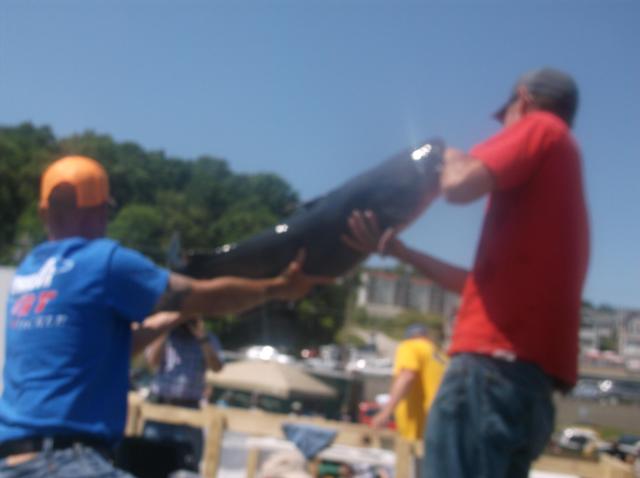 Muehling and Kaminski wrestle with their 41lb monster catfish