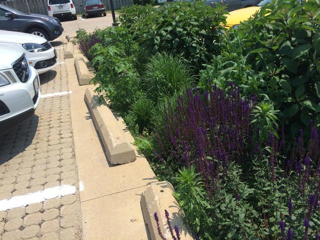 Adding rain gardens to streetscapes can help slow stormwater as it flows off hard surfaces. Photo by Emily Swihart.