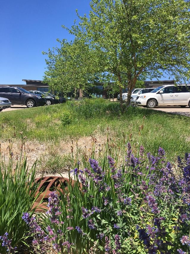 The library in Davenport has incorporated a rain garden in its parking lot to help slow stormwater runoff. Photo by Emily Swihart. 