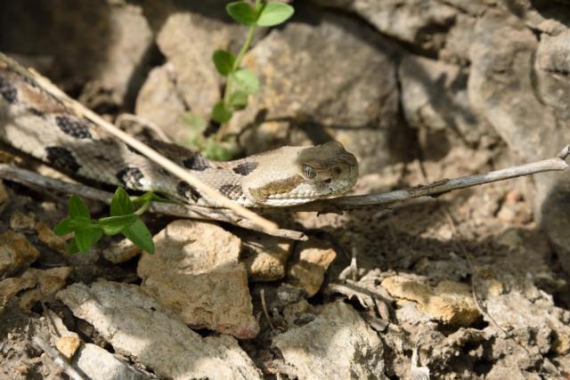 A photo of a timber rattlesnake taken by Principia researchers in 2015.