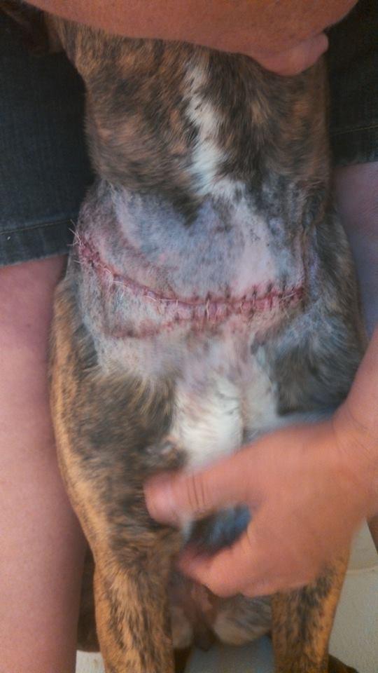 This is the neck of rescue dog 