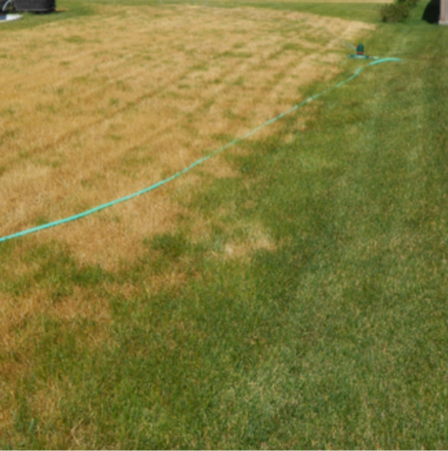 Photographer Richard Hentschel. Cool-season grasses go dormant during the heat of summer months unless they are continuously watered, which requires ongoing fertilization and mowing. 