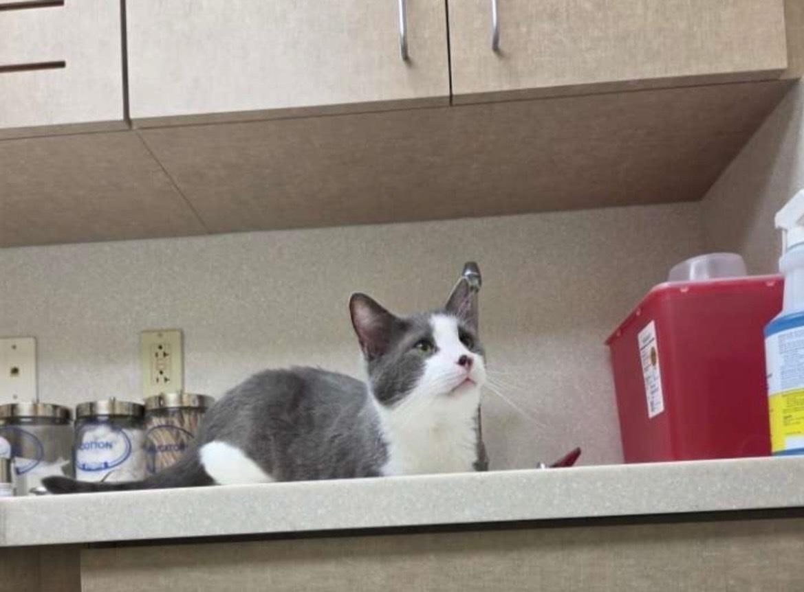 Murr at the vet.