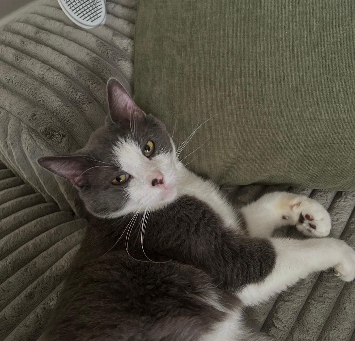 Murr in his forever home.