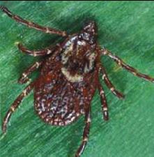 American dog tick