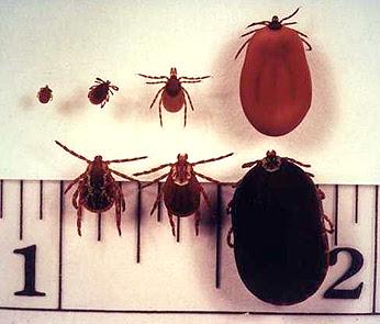 Top row left to right: Deer tick with nymph, adult male, adult female, and engorged female; Bottom row: Dog tick with adult male, adult female, engorged adult female