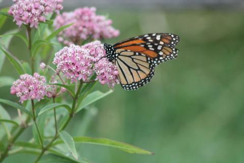 Photographer Nancy Kreith. Pollinators such as this monarch butterfly can be supported by flowering plants like this swamp milkweed even in small container gardens.