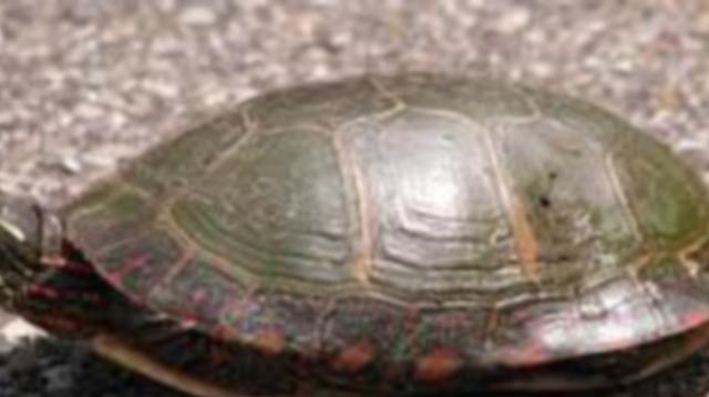 Traffic on Highway 367 Causes Turtle "Bloodbath" - Vimarsana News